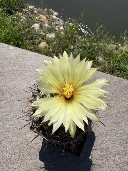 Coryphantha calipensis